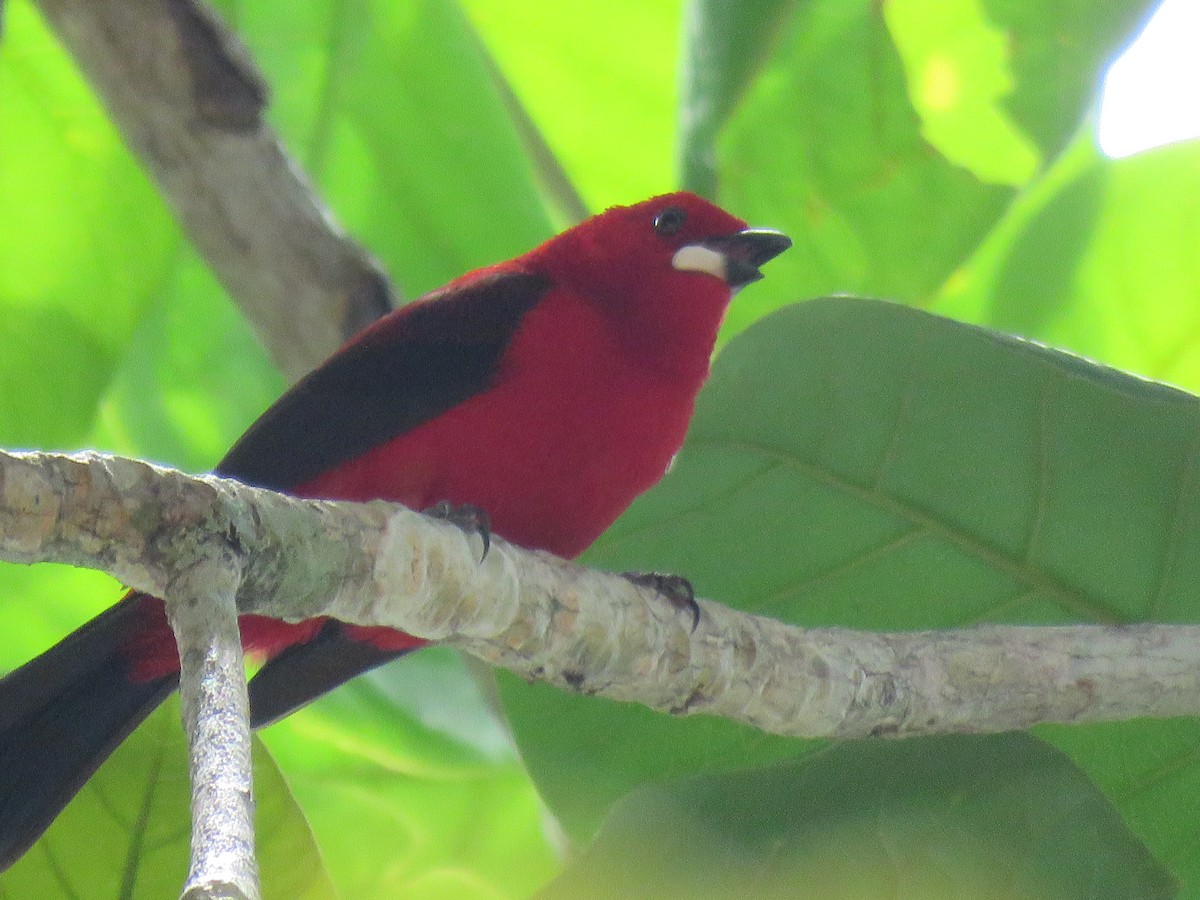 Brazilian Tanager - ML644767820