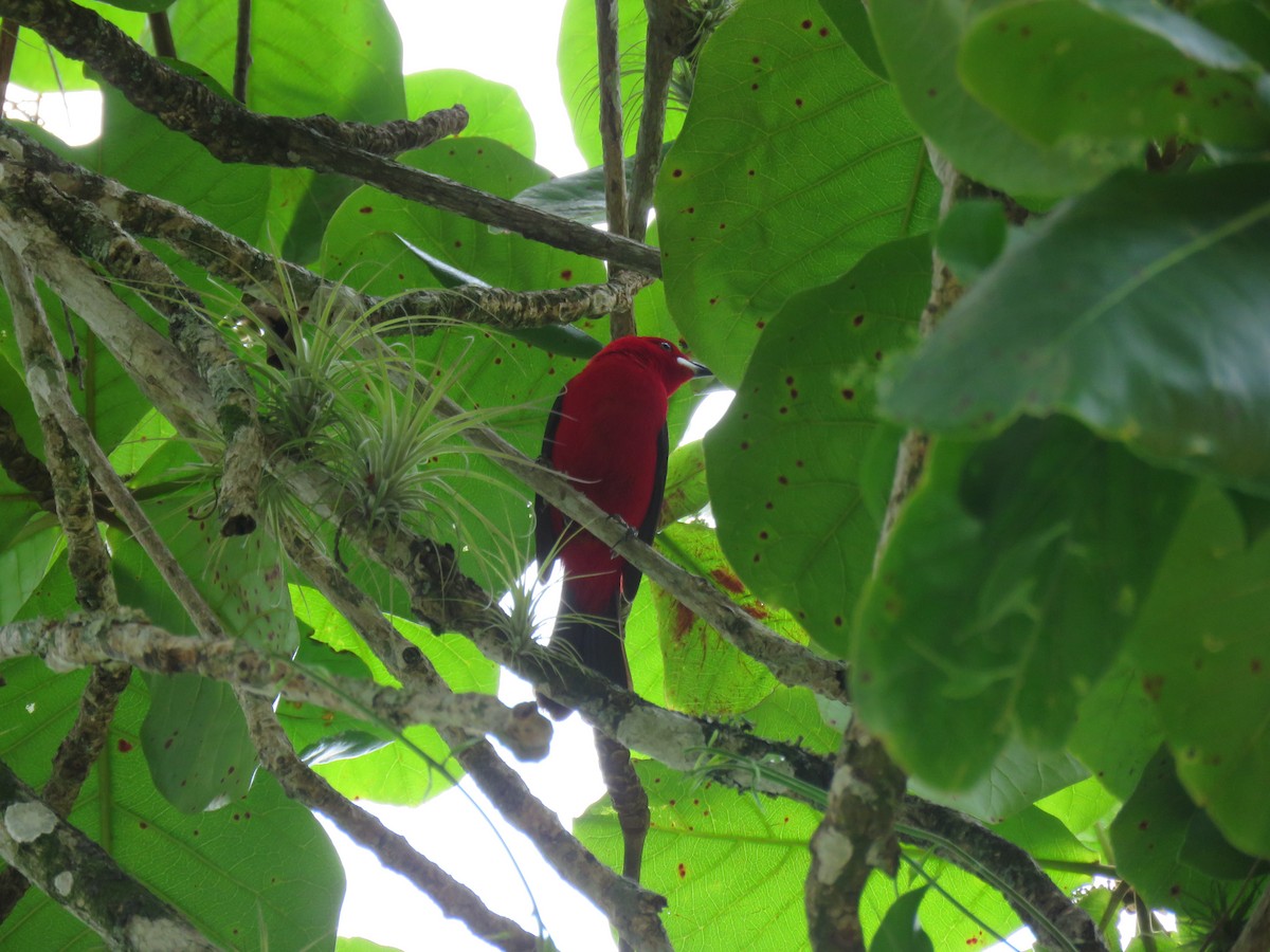 Brazilian Tanager - ML644767821