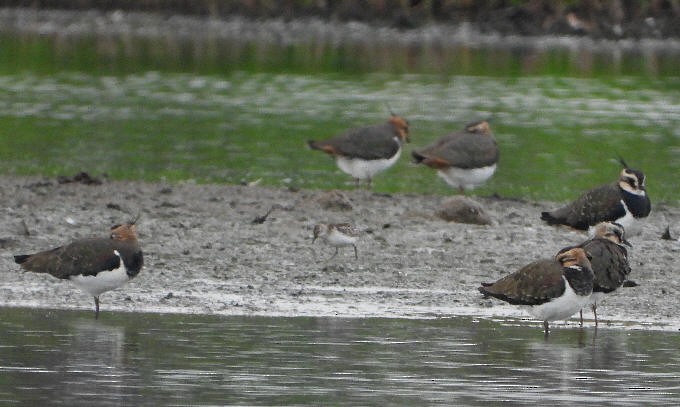 Little Stint - ML644767826