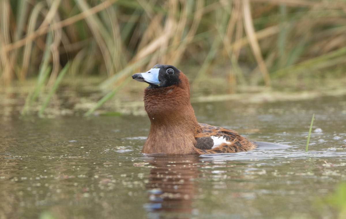 maskeand - ML644767843