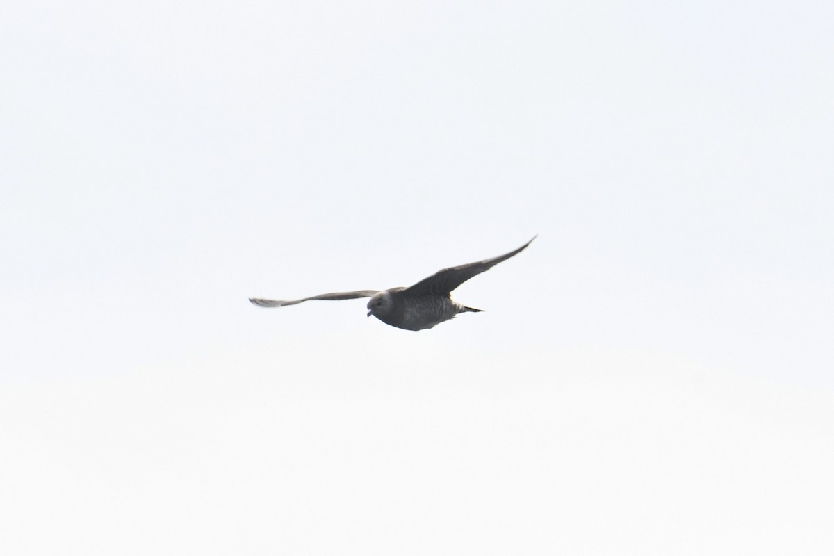 Labbo codalunga - ML644767851