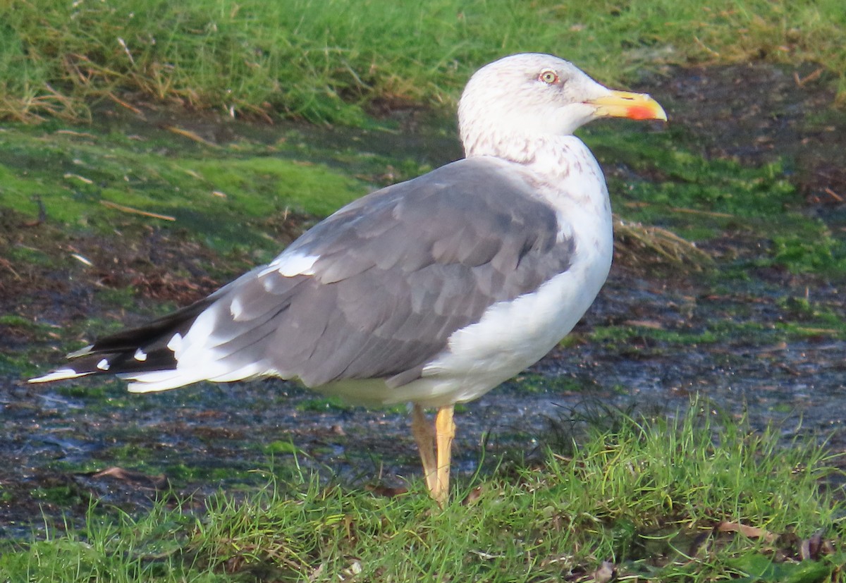 Kara Sırtlı Martı - ML644767852