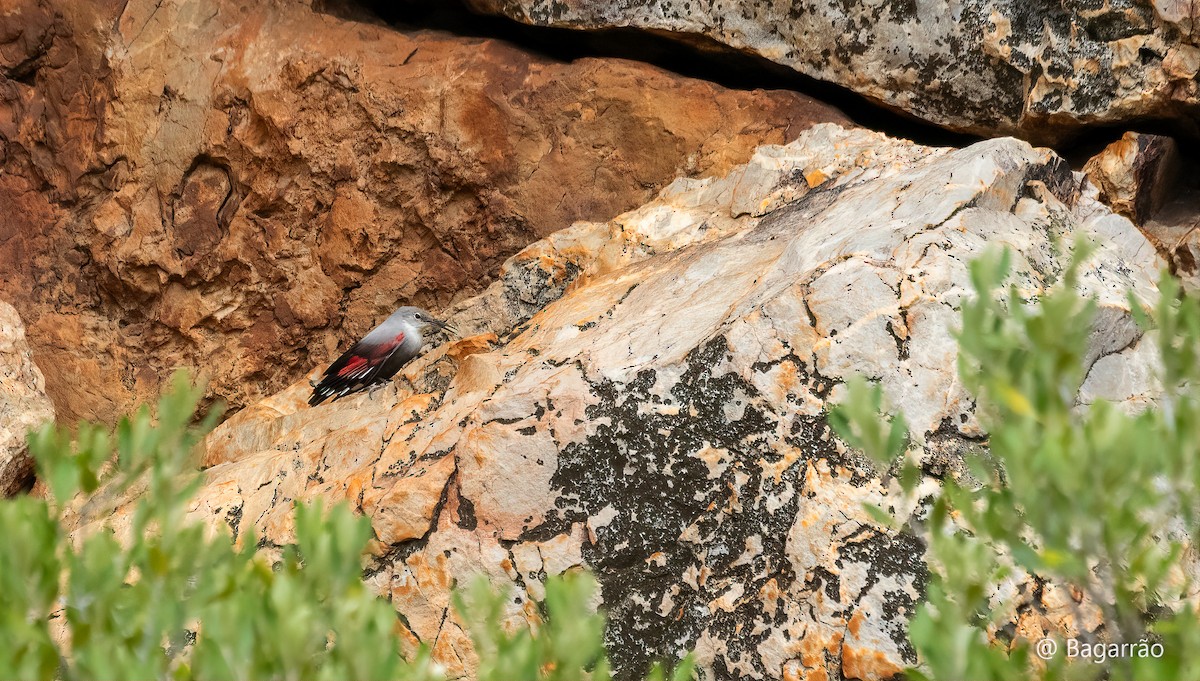 Wallcreeper - ML644767858