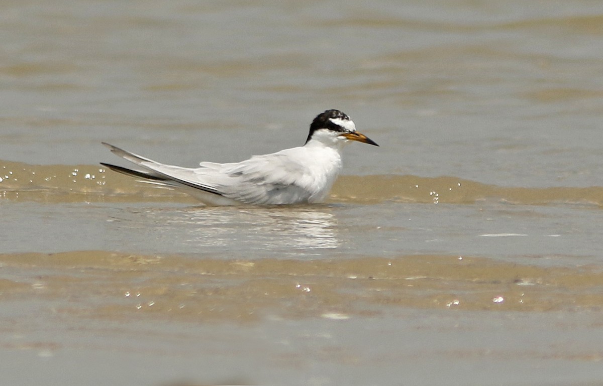 小燕鷗 - ML644767860