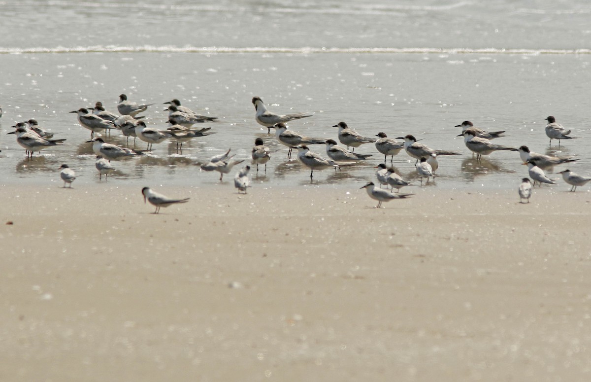 שחפית ים - ML644767867