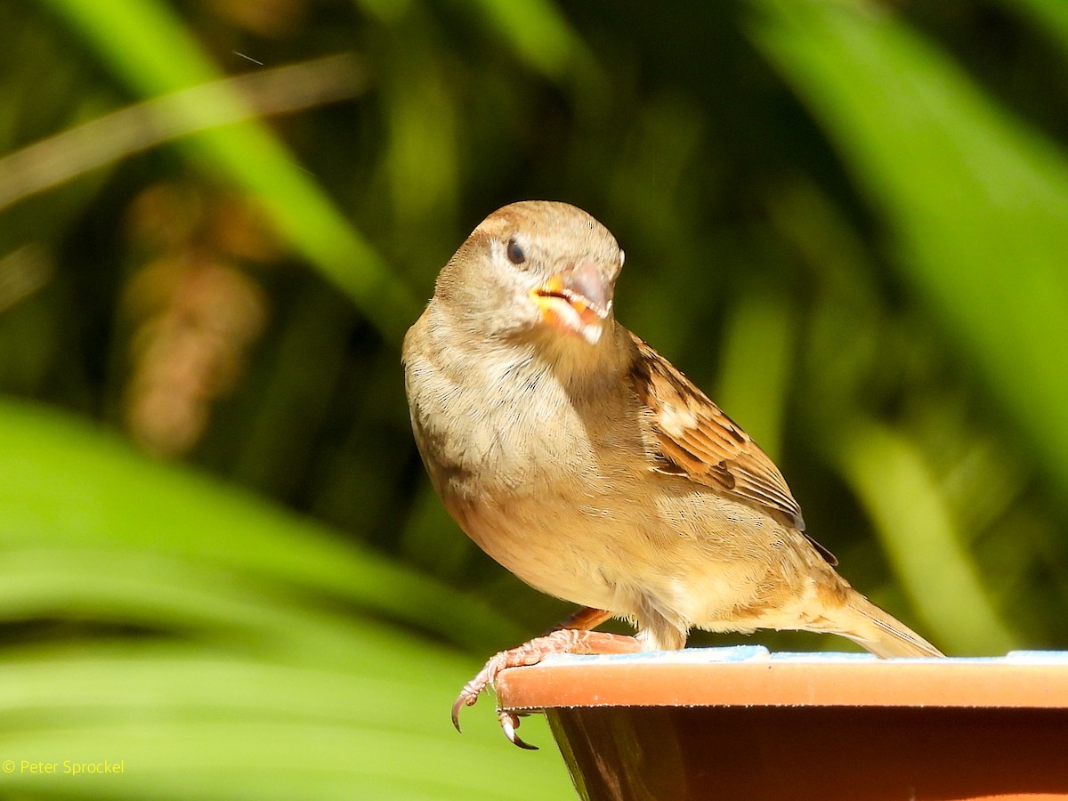 דרור הבית - ML644767869