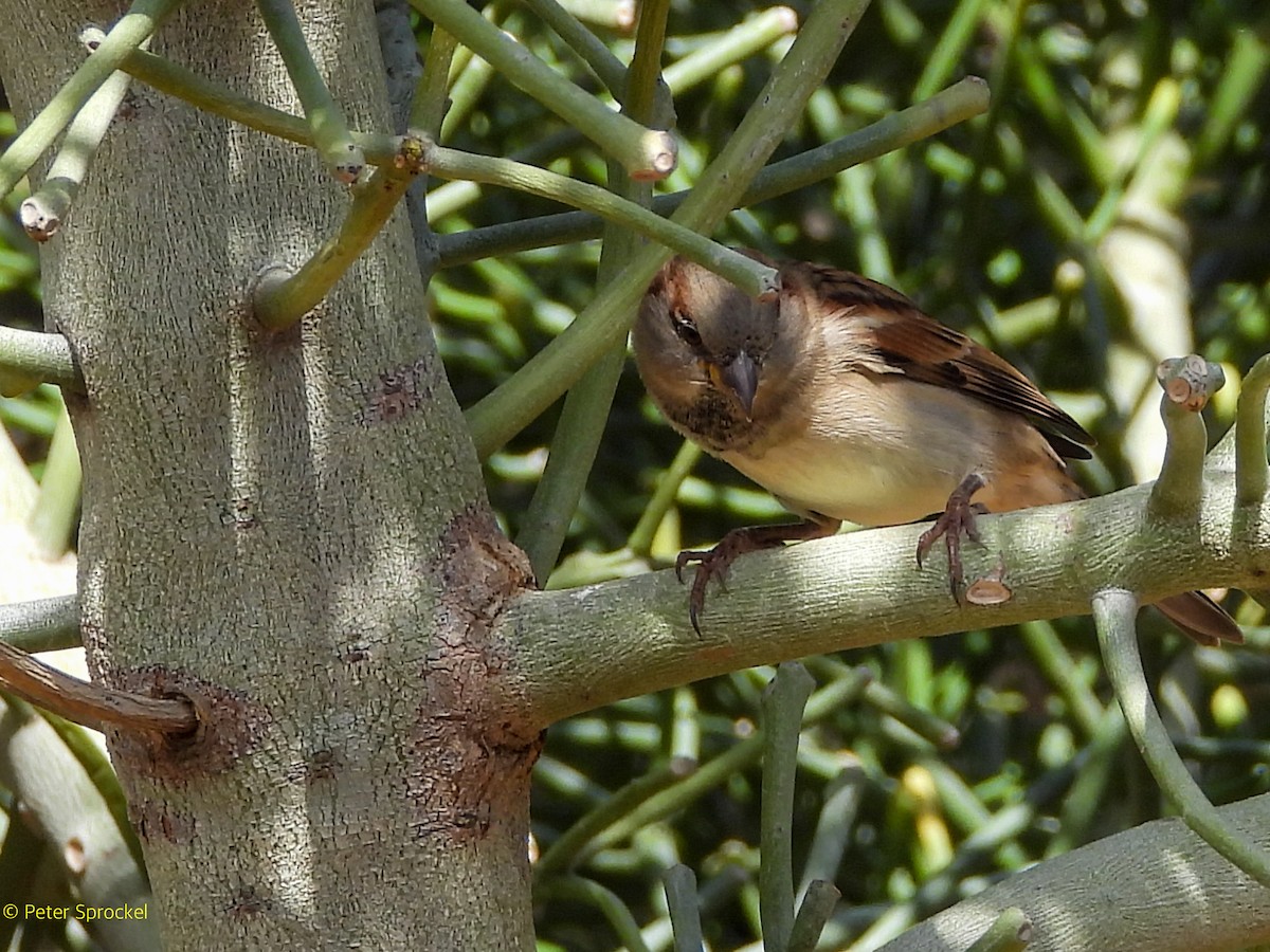 דרור הבית - ML644767870