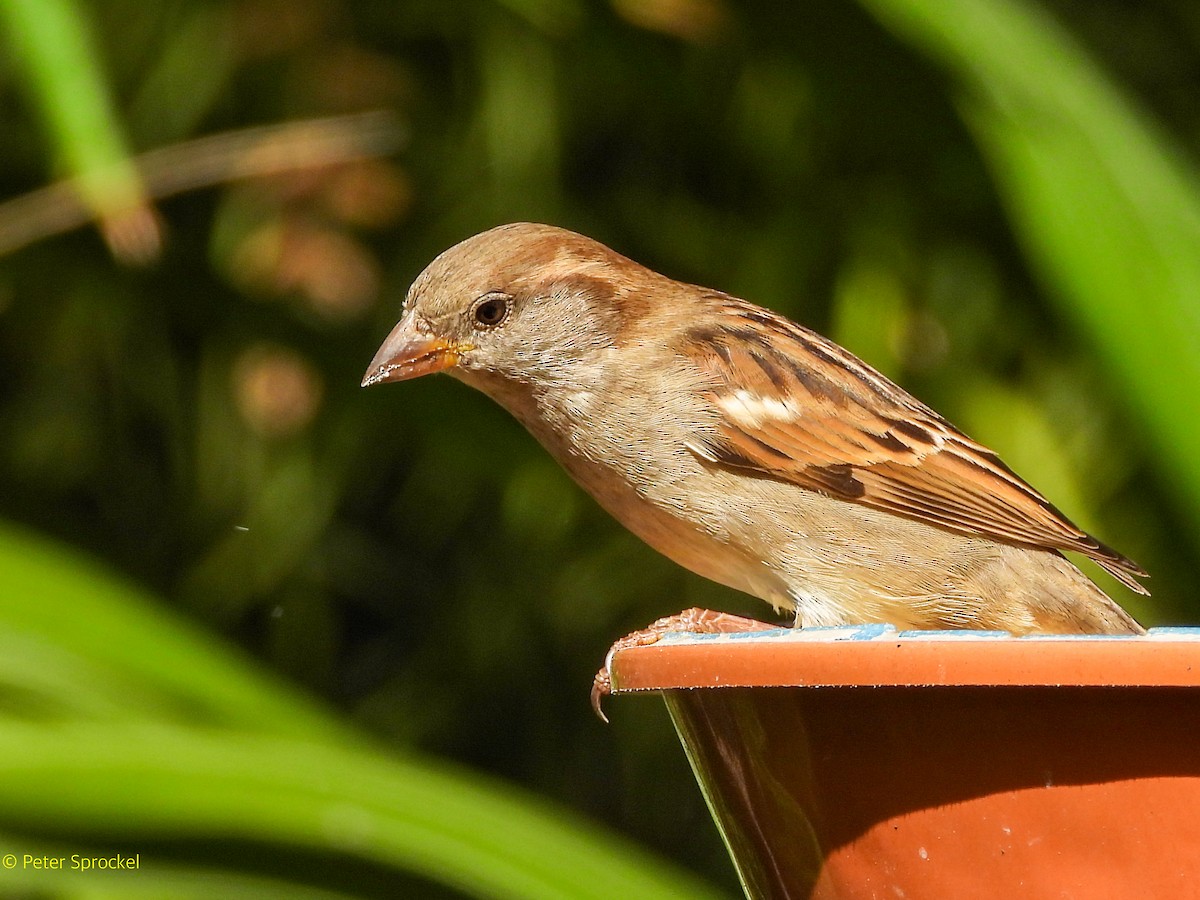 דרור הבית - ML644767871