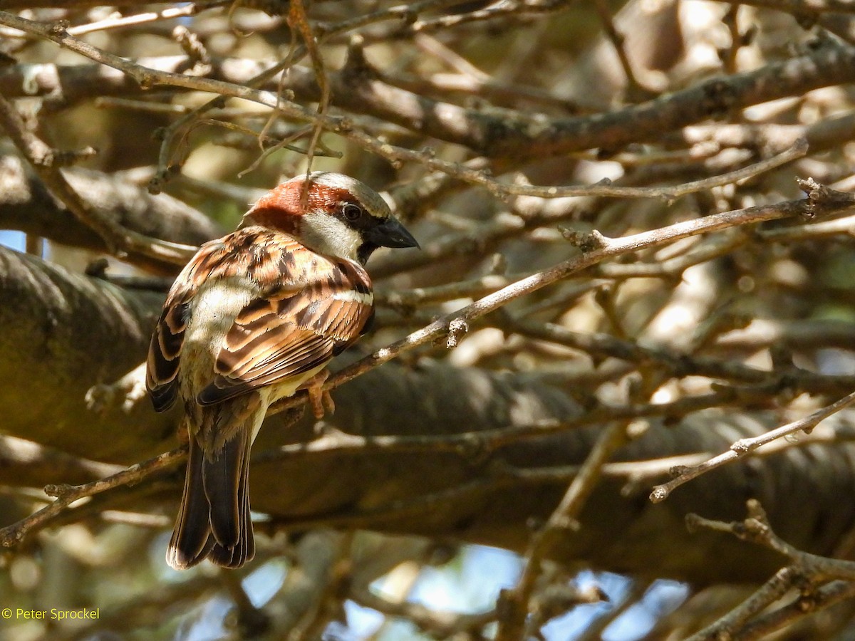 דרור הבית - ML644767872