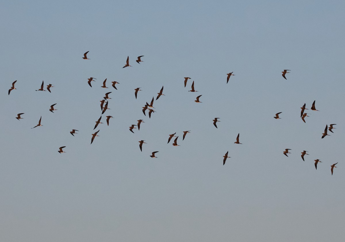 brakksvale - ML644767892