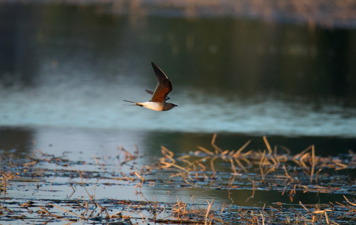 brakksvale - ML644767894