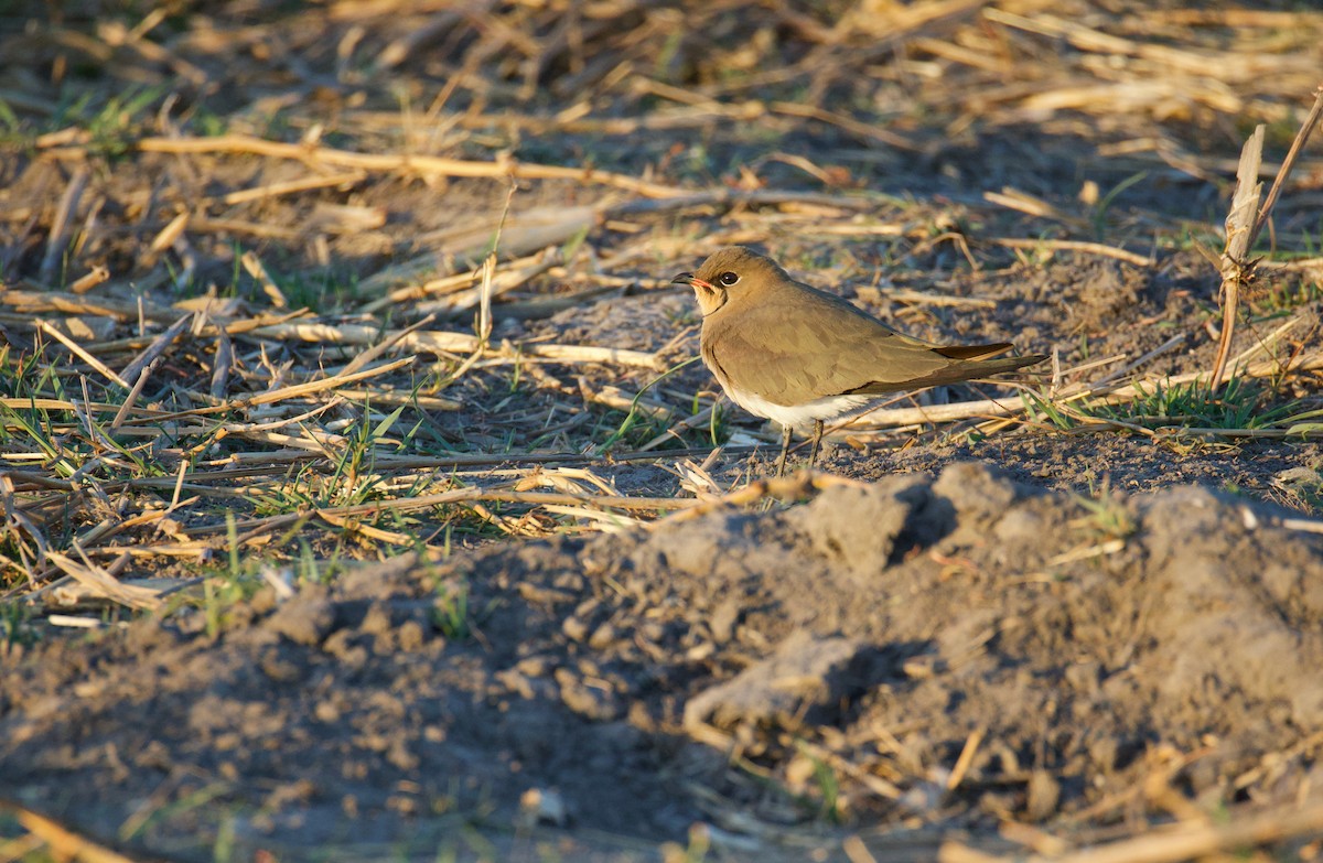 brakksvale - ML644767895