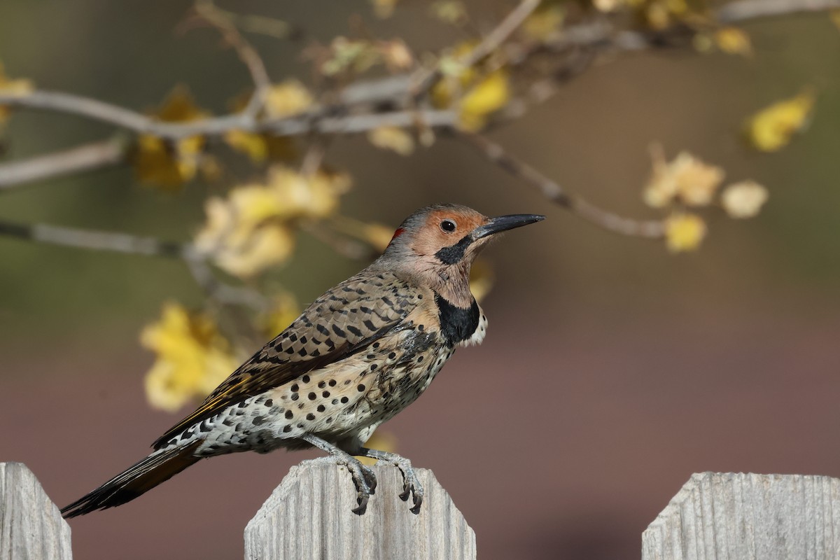 ハシボソキツツキ（auratus／luteus） - ML644767922