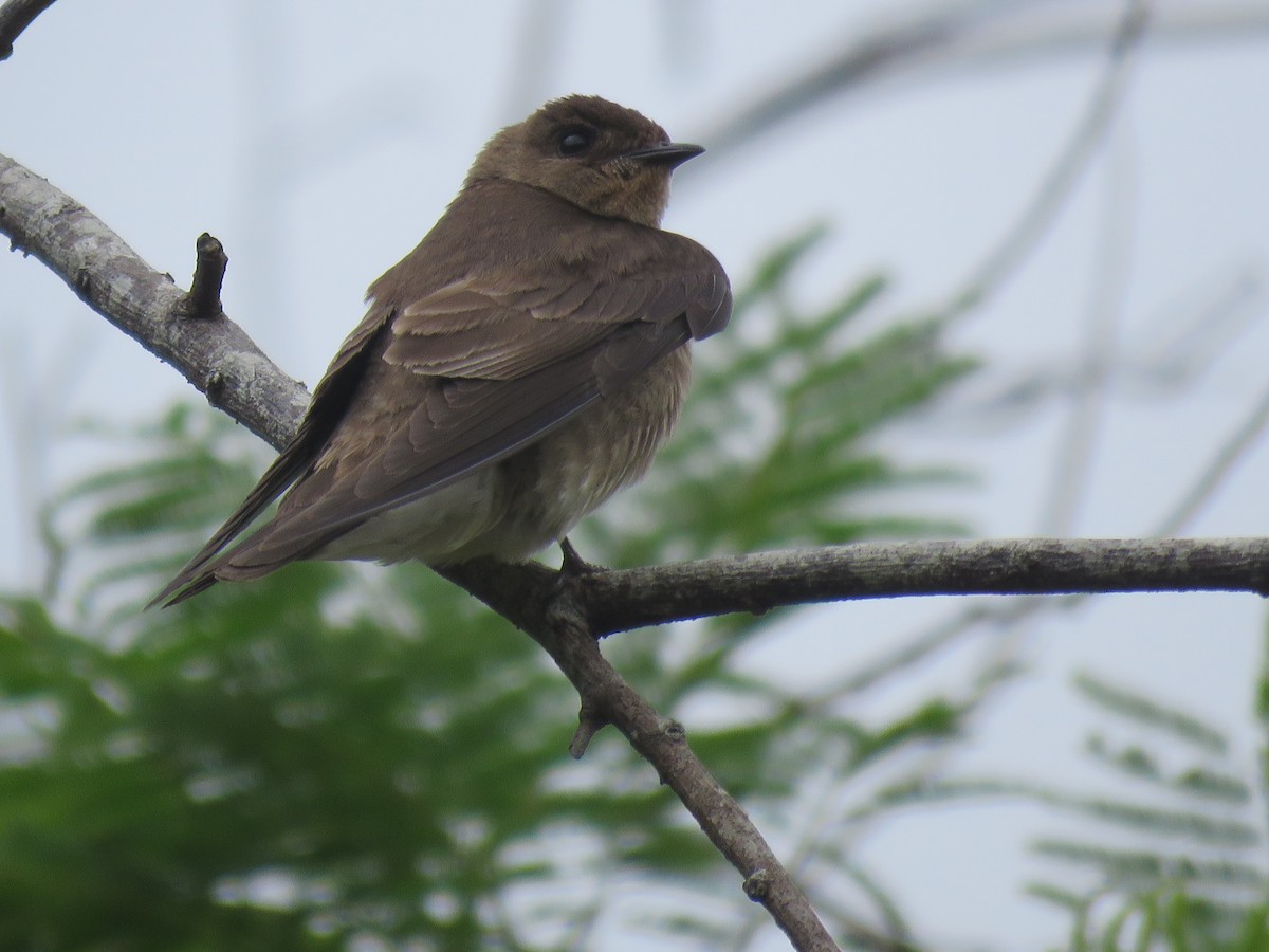 Southern Rough-winged Swallow - ML644767928