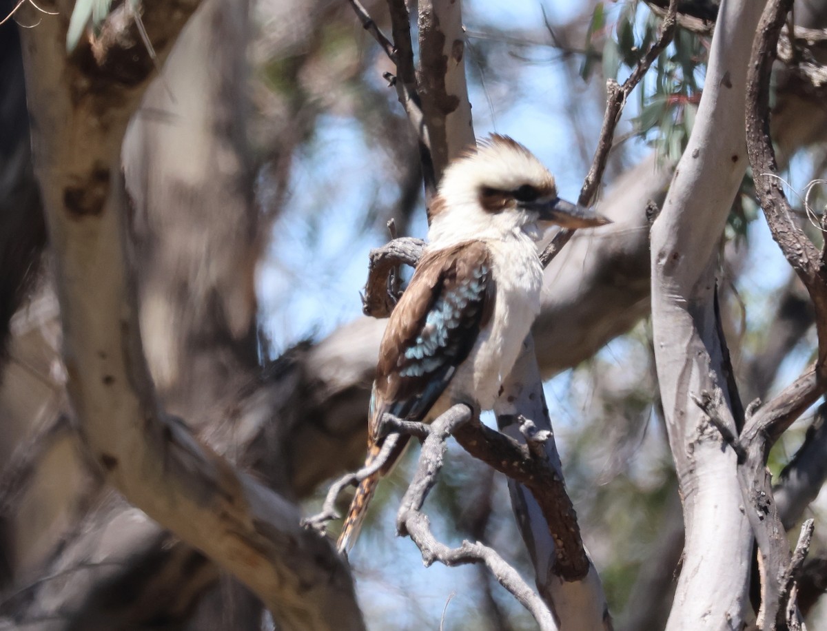 ledňák obrovský - ML644767935