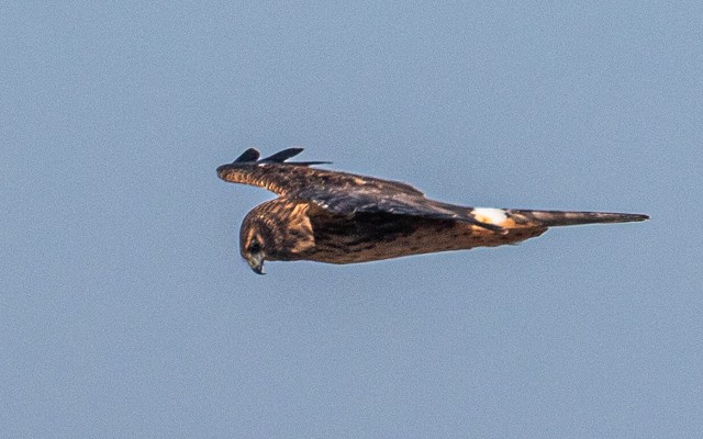 Amerika Delicesi - ML644767936