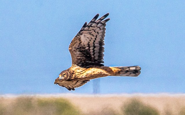 Amerika Delicesi - ML644767937