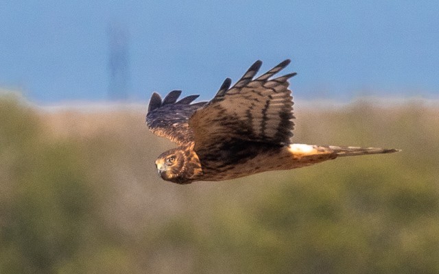 Amerika Delicesi - ML644767938