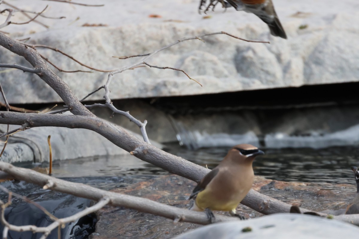 ヒメレンジャク - ML644767942