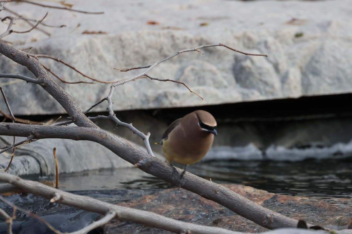 ヒメレンジャク - ML644767943