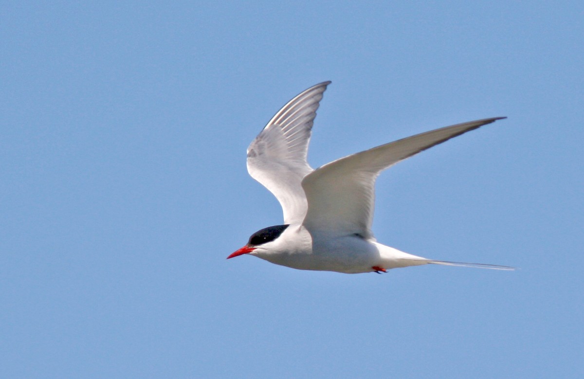 Arctic Tern - ML644767945