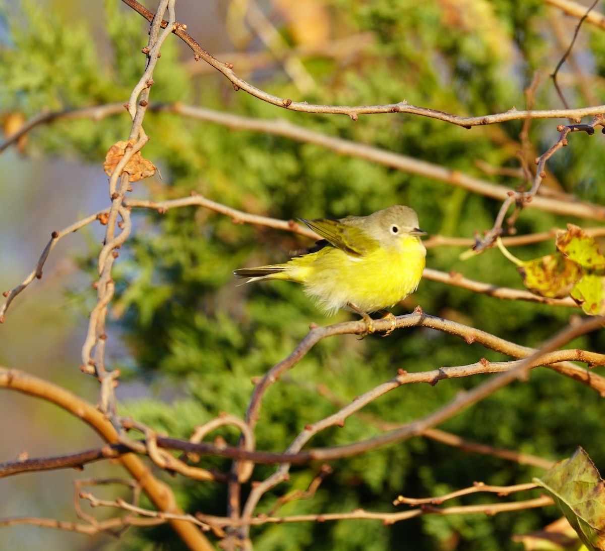 Nashville Warbler - ML644767947