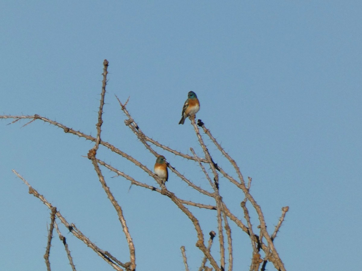 Lazuli Bunting - ML644767948