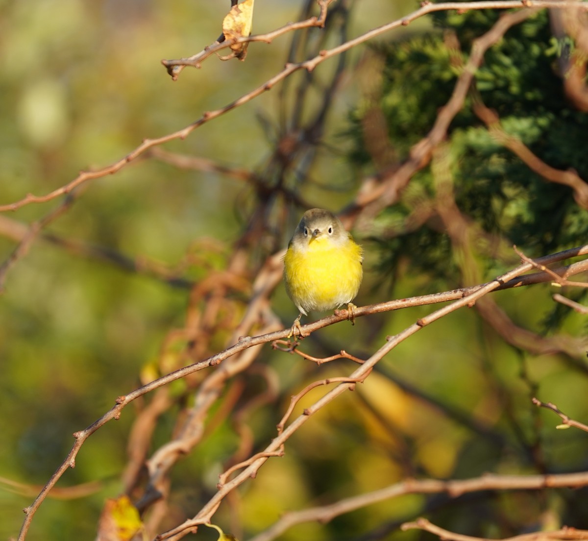 Nashville Warbler - ML644767949