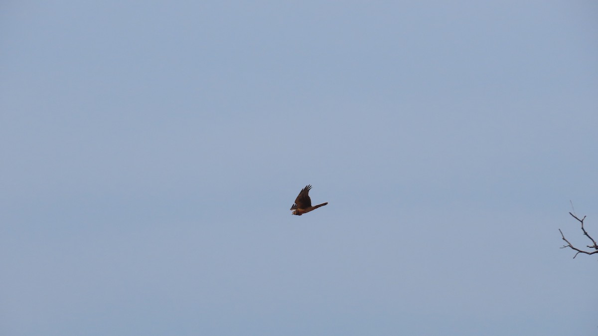 Amerika Delicesi - ML644767950