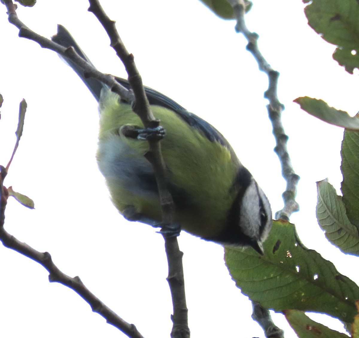 sýkora modřinka - ML644767951