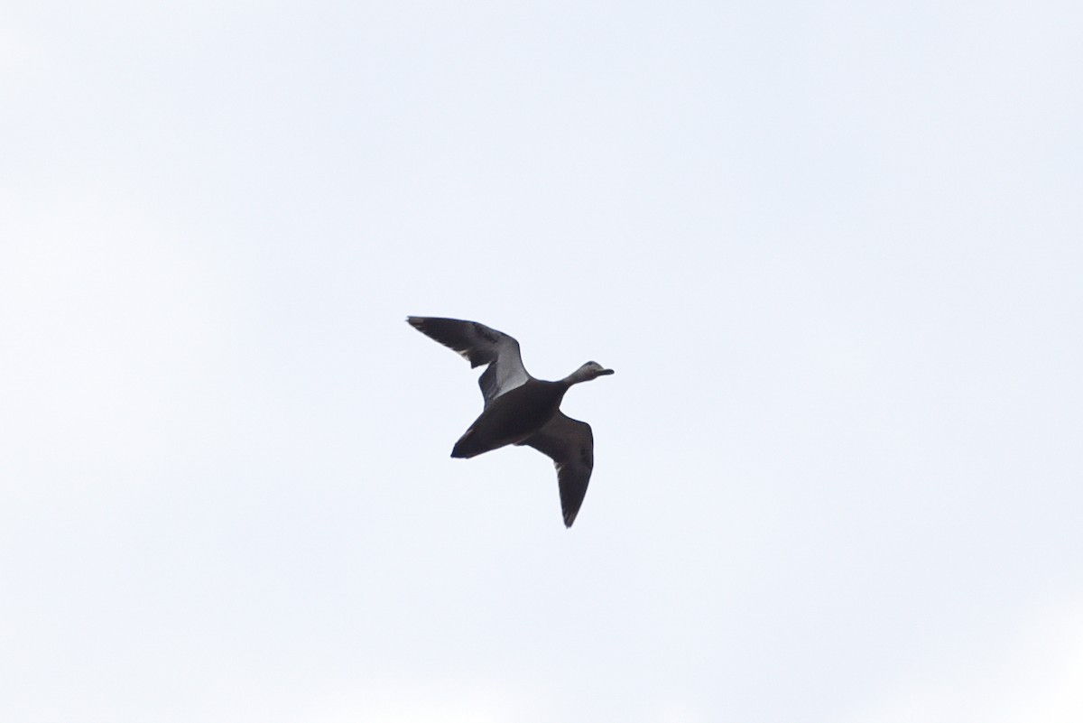 American Black Duck - ML644767952
