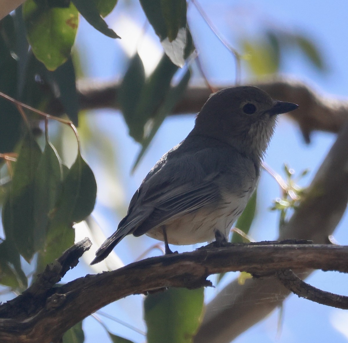 Rufous Whistler - ML644767954
