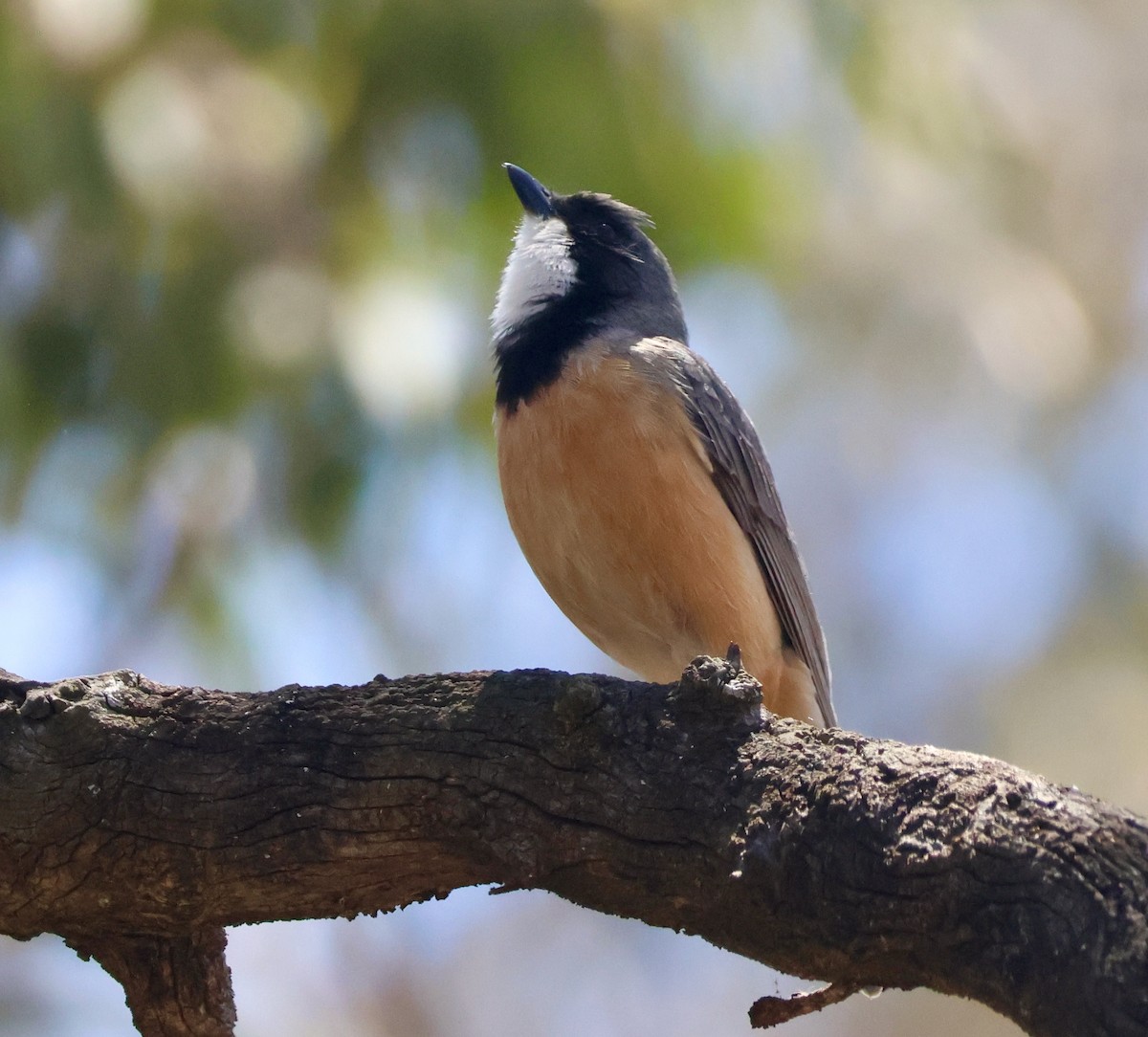 Rufous Whistler - ML644767955