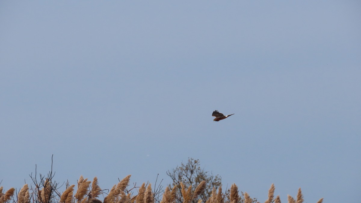 Amerika Delicesi - ML644767961