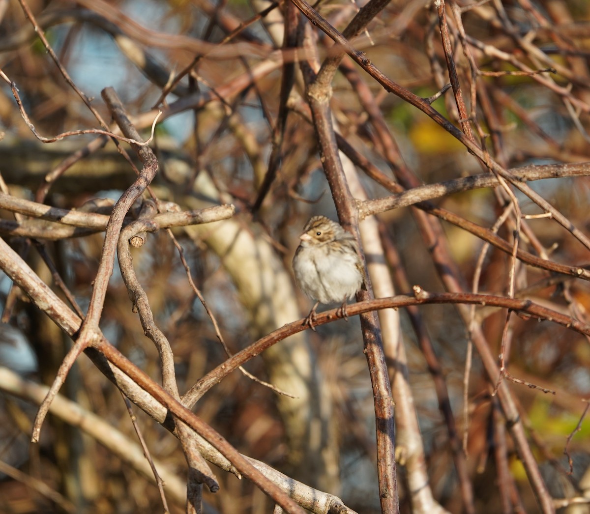 Clay-colored Sparrow - ML644767962