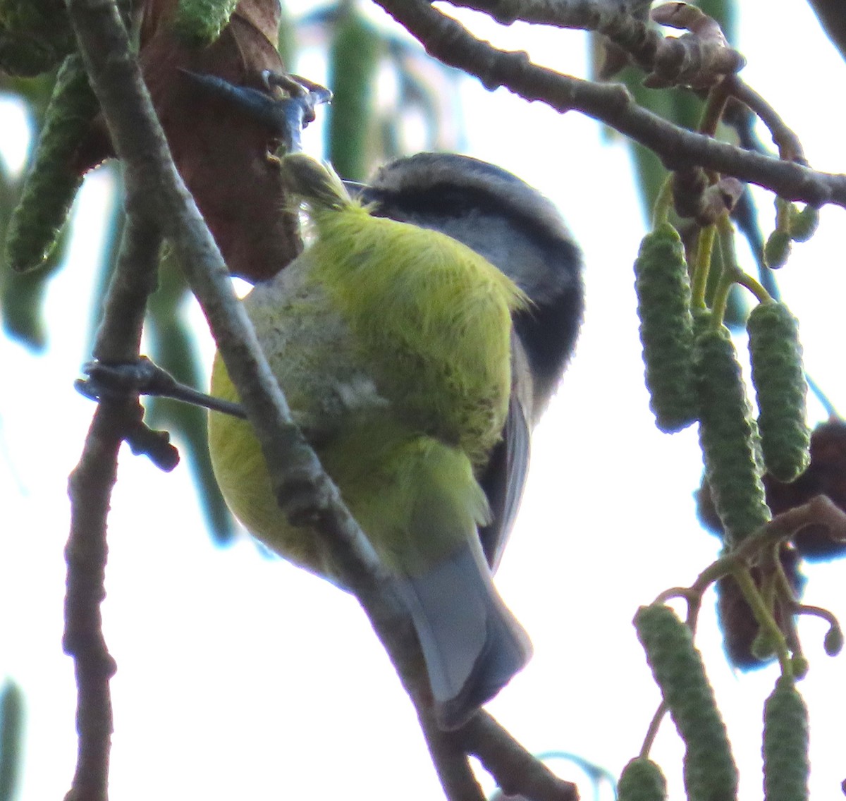 sýkora modřinka - ML644767966