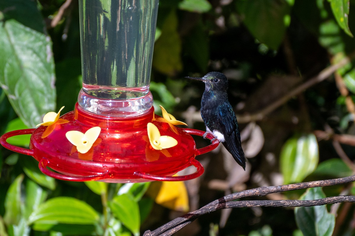 Black-breasted Puffleg - ML644767968
