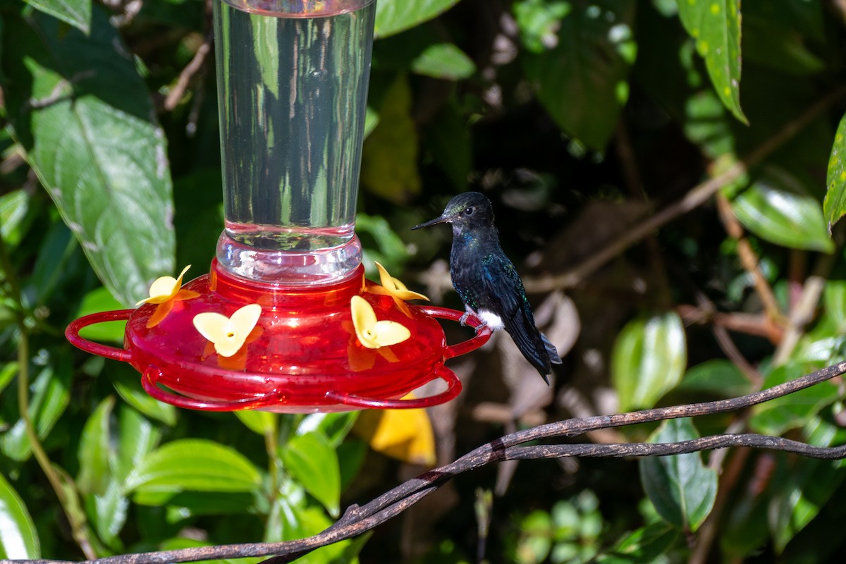 Black-breasted Puffleg - ML644767969