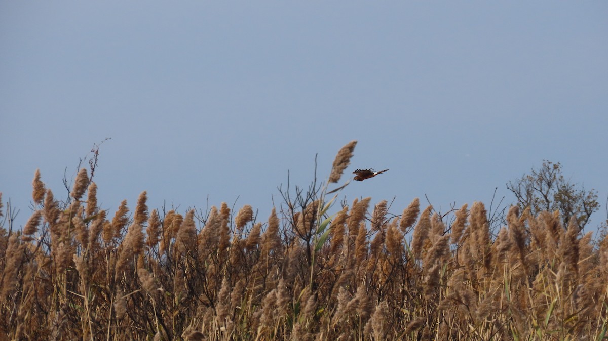 Amerika Delicesi - ML644767970