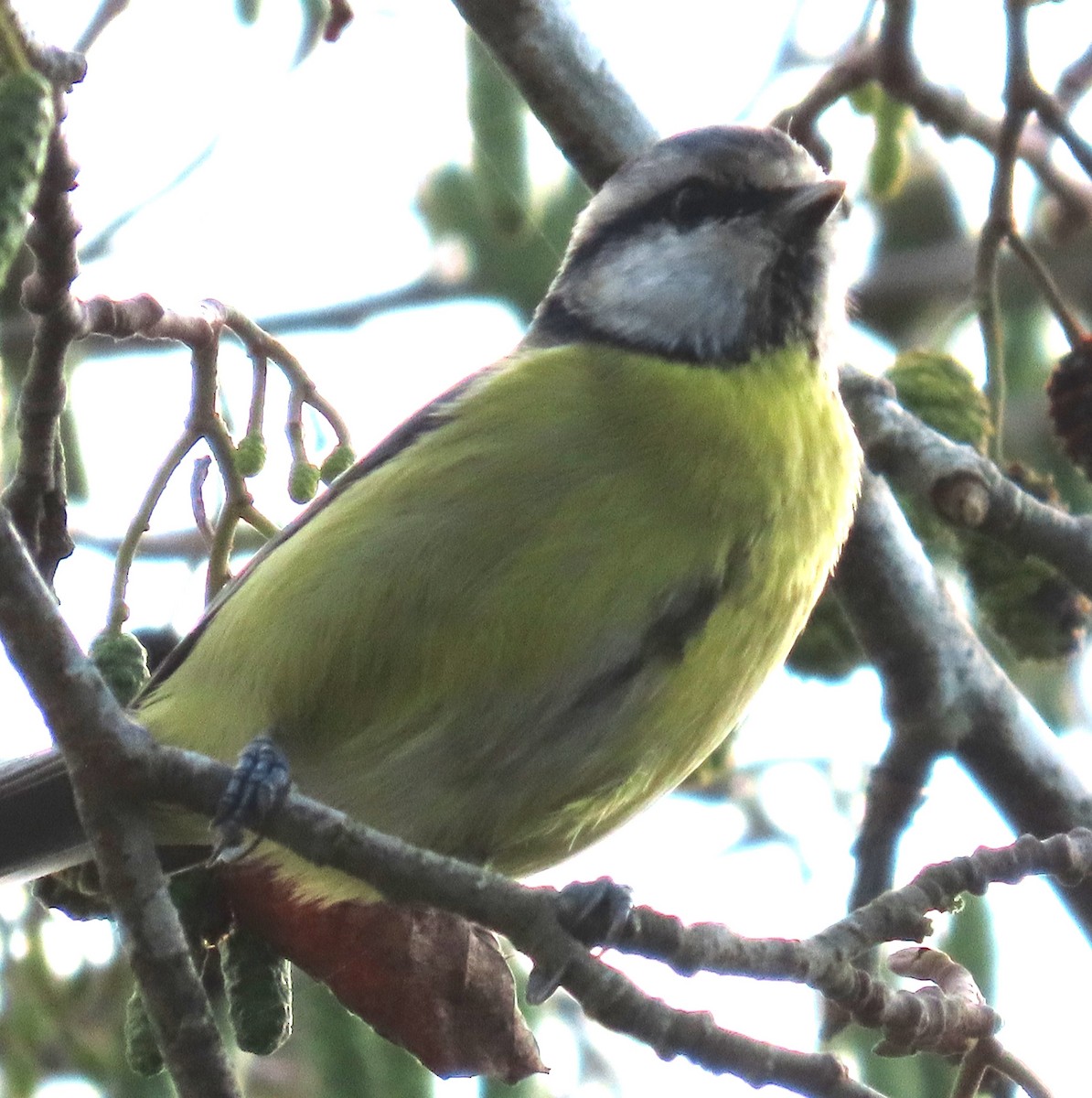 sýkora modřinka - ML644767974