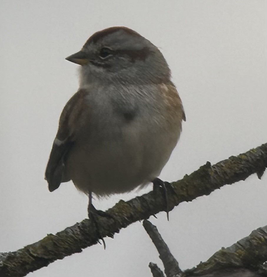 American Tree Sparrow - ML644767975