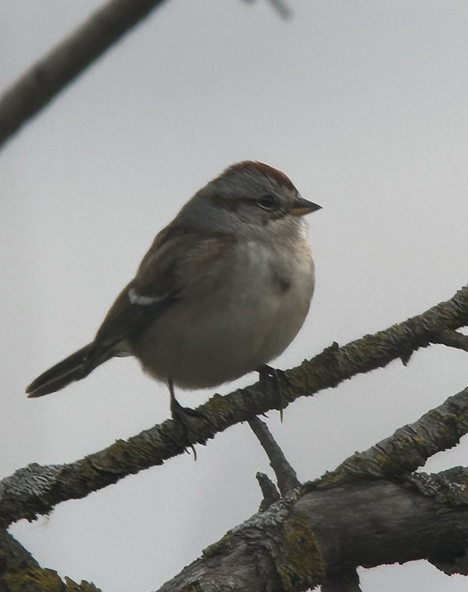American Tree Sparrow - ML644767976