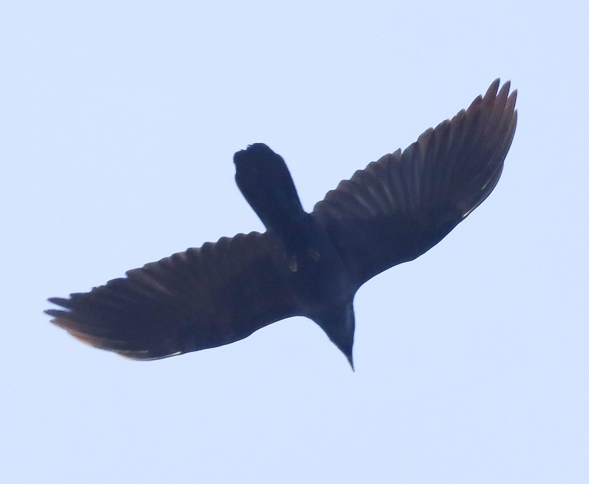 עורב שחור - ML644767977