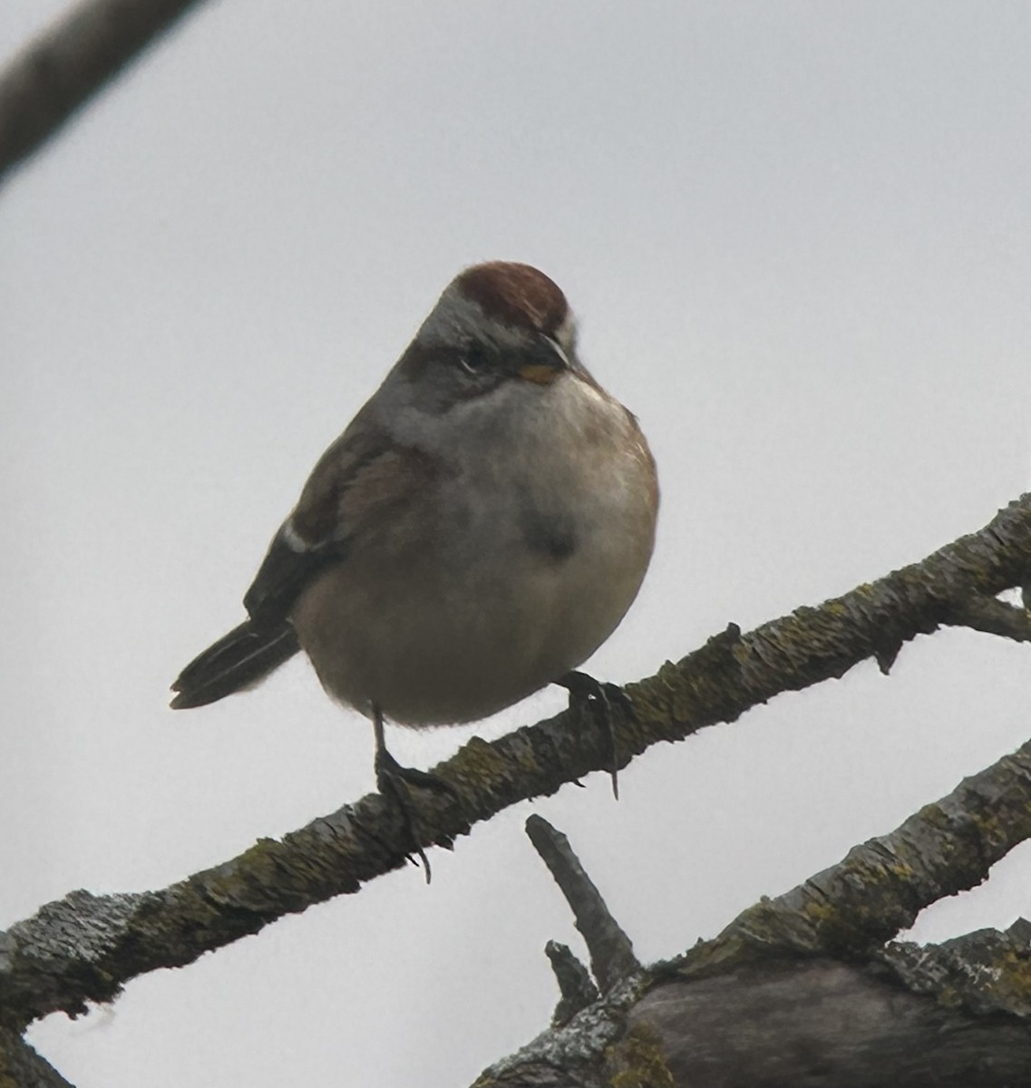 American Tree Sparrow - ML644767978