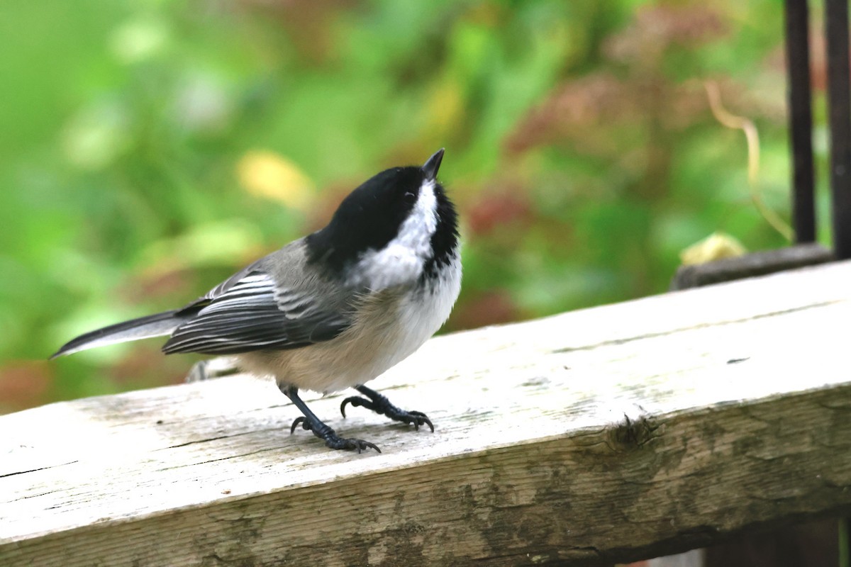 Black-capped Chickadee - ML644767983