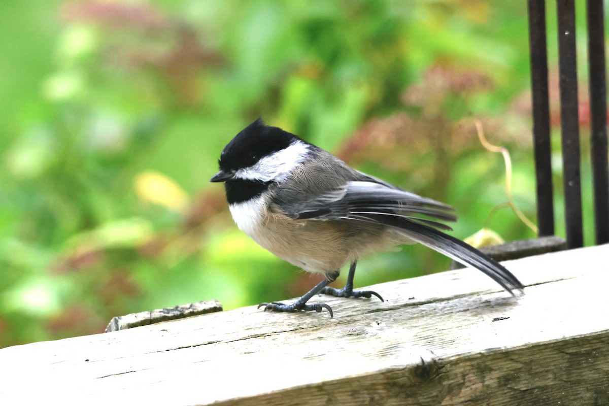 Black-capped Chickadee - ML644767984