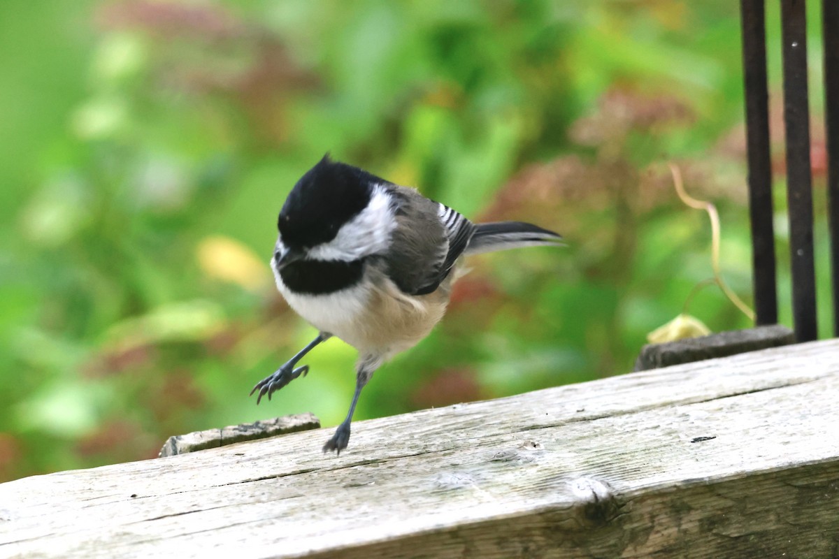 Black-capped Chickadee - ML644767986
