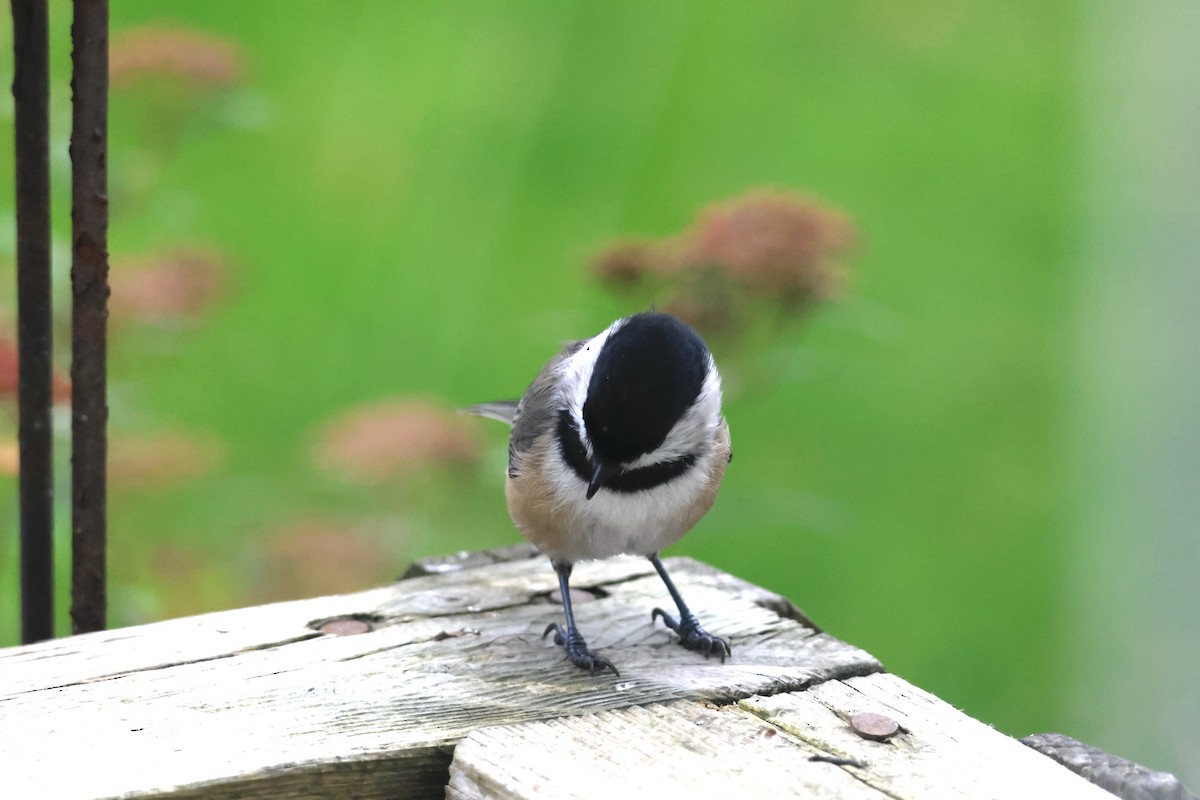 Black-capped Chickadee - ML644767987