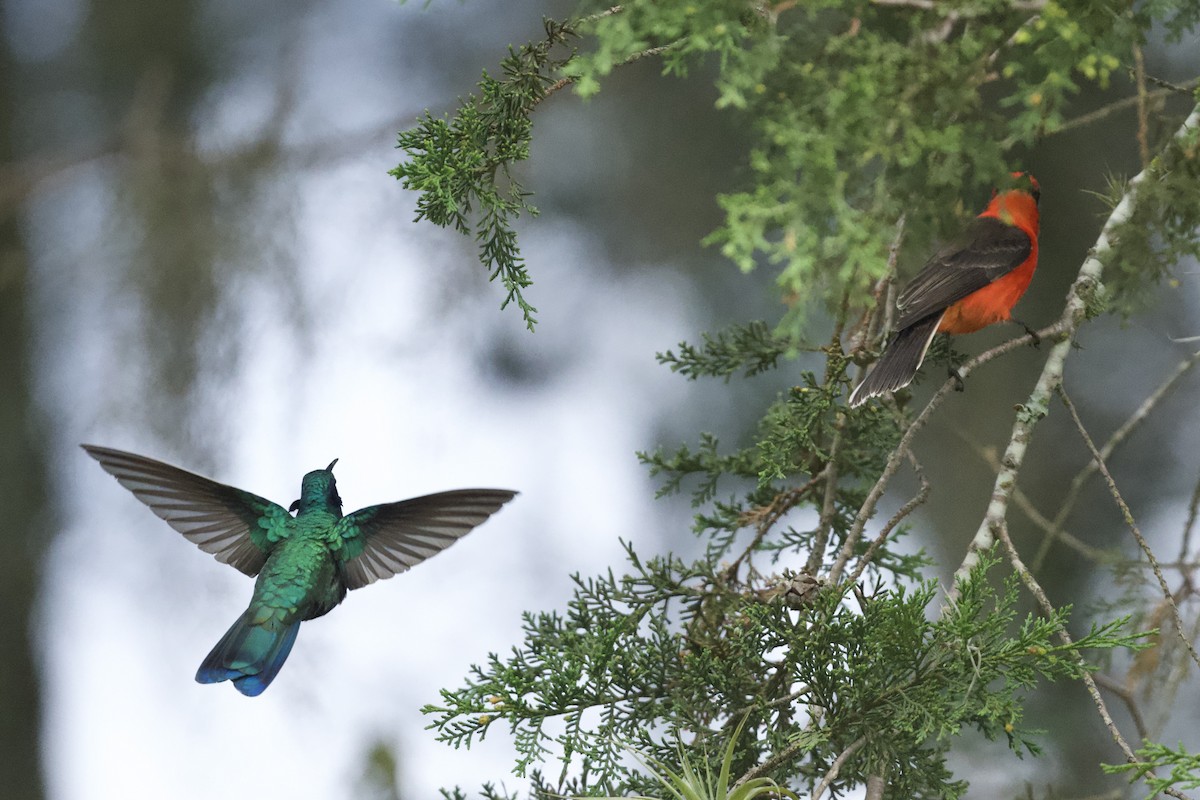 Колібрі синьочеревий - ML644767988