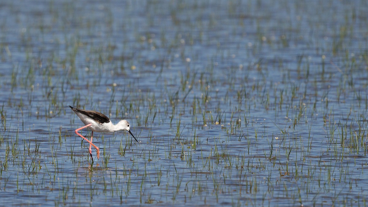 高蹺鴴 - ML644767990